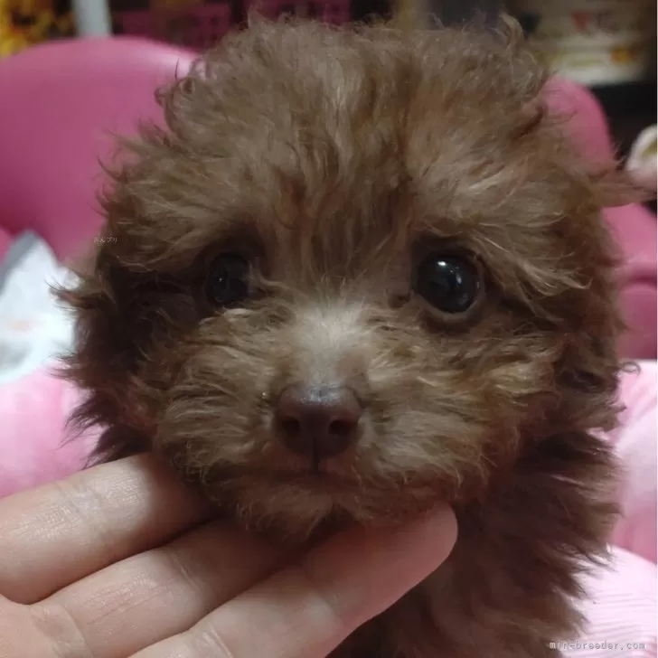 ID：2404-04499の子犬