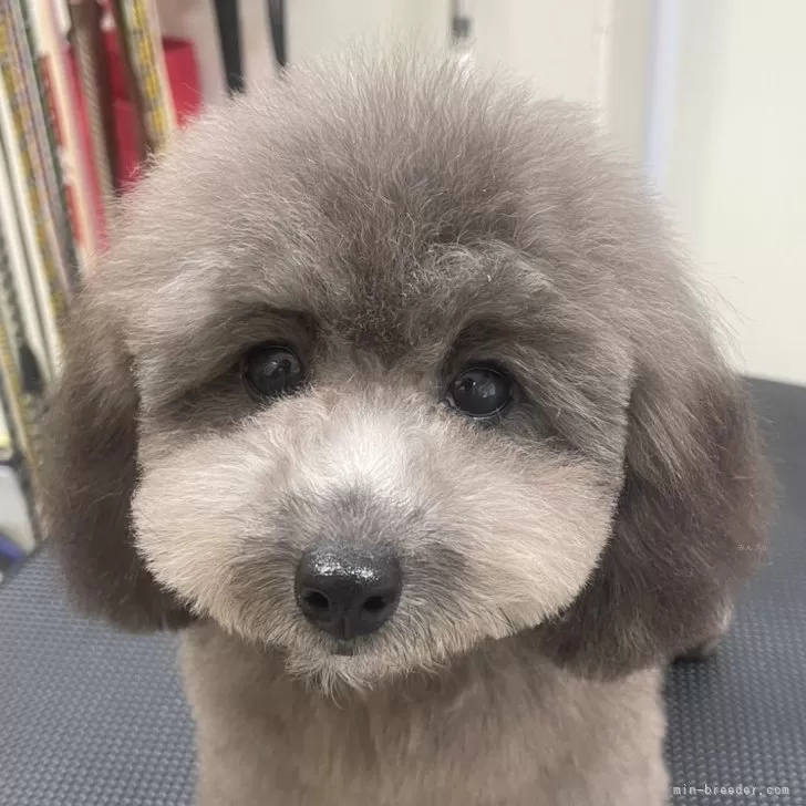 ID:2310-04793の子犬