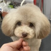トイプードル(ティーカップ)