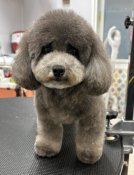 タイニープードル【・女の子・2020年11月23日・シルバー】