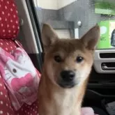 柴犬(標準サイズ)