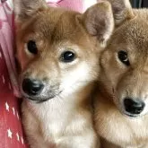 柴犬(標準サイズ)