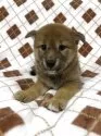 柴犬(標準サイズ)【熊本県・女の子・2025年6月18日・赤】の写真3