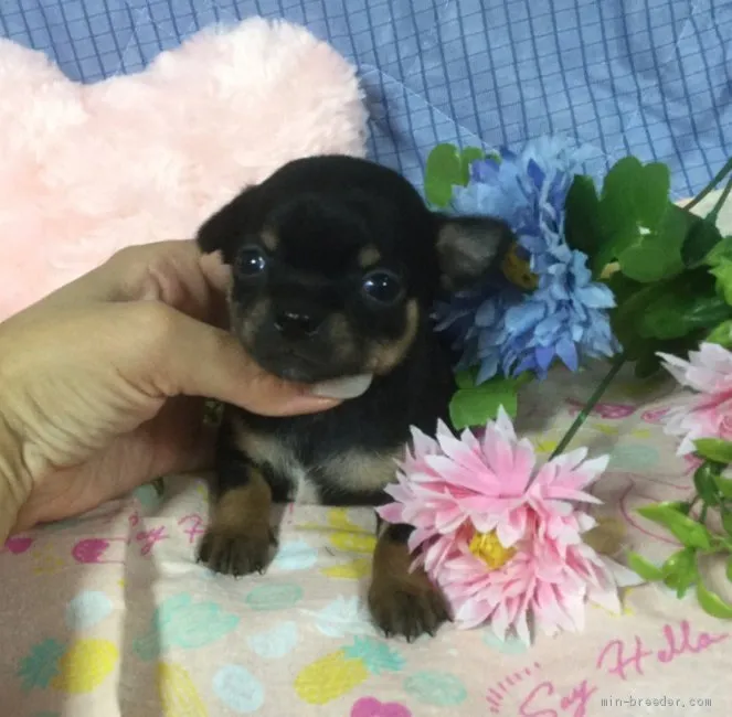 ID:1906-02384の子犬