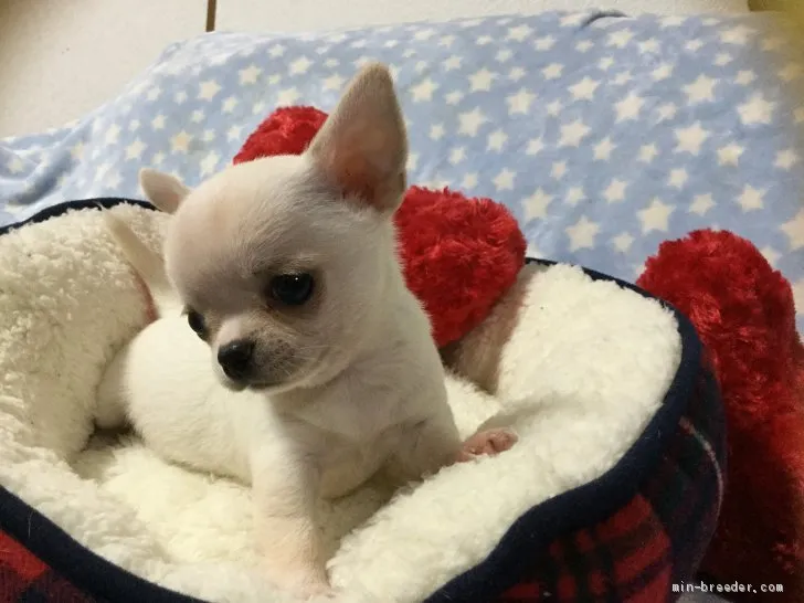 ID：2006-01816の子犬
