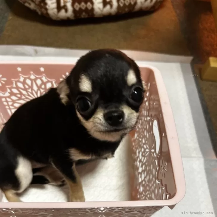 ID:2309-06758の子犬