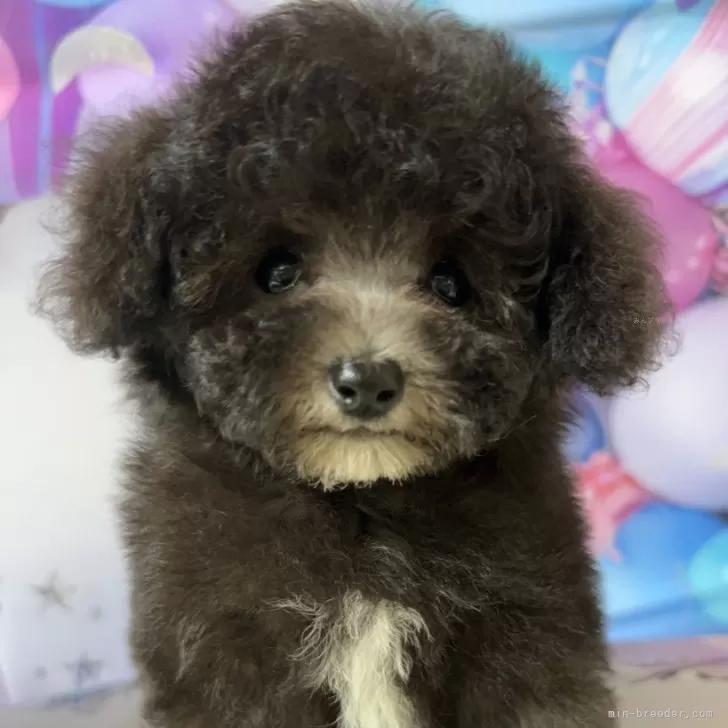 ID:2406-06008の子犬