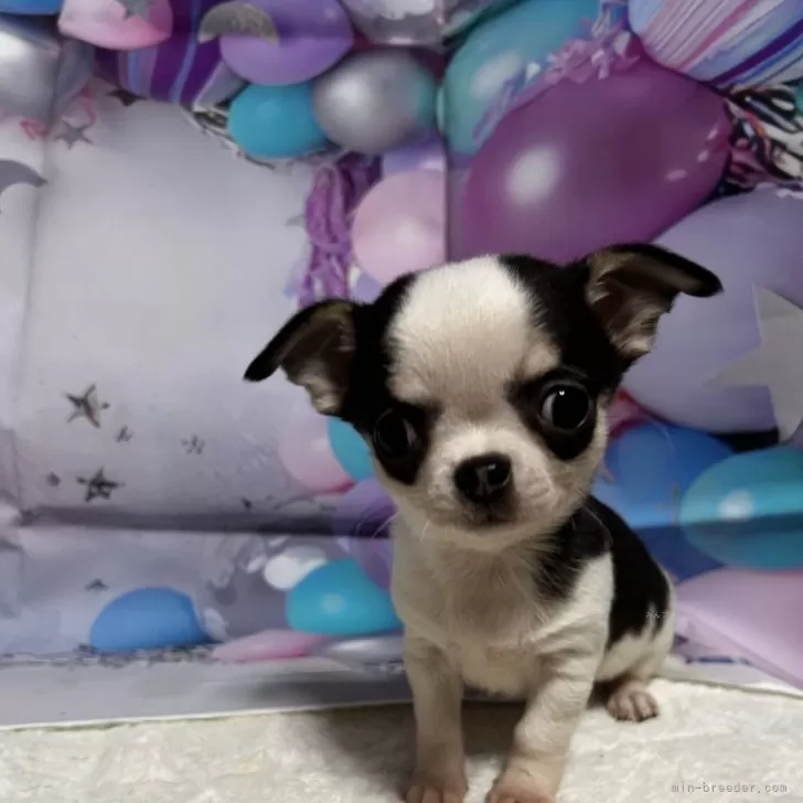 ID:2402-00243の子犬