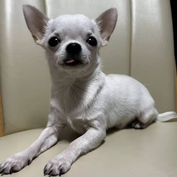 ID:2309-06683の子犬