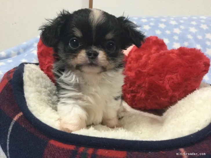 ID：2112-04152の子犬