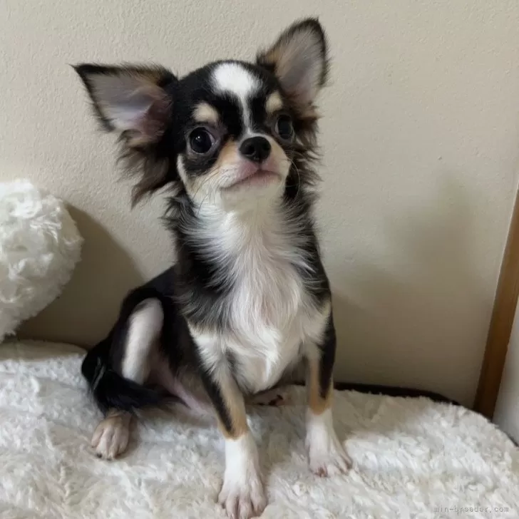 ID：2406-01836の子犬