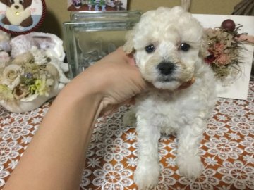 トイプードル(トイ)【熊本県・女の子・2017年9月25日・ホワイト】の写真「可愛らしい女の子です♡」