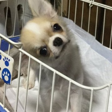 チワワ(ロング)【熊本県・男の子・2017年3月25日・レッド ホワイト】の写真「無駄吠えのない 可愛いお顔の子です☆」