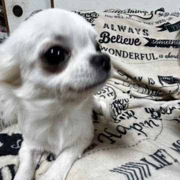 チワワ(ロング)【熊本県・女の子・2023年2月28日・ホワイトクリーム】の写真「とても可愛い女の子です♡」