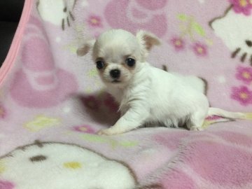 チワワ(ロング)【熊本県・女の子・2022年1月28日・ホワイト クリーム】の写真「おっとりな女の子です♡」