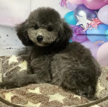 トイプードル(タイニー)【熊本県・男の子・2022年4月26日・グレー】の写真「タイニーサイズ確定です☆可愛いお顔です☆」