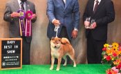 柴犬(標準サイズ)【・女の子・2021年4月7日・赤】「ベビーベストインショー」