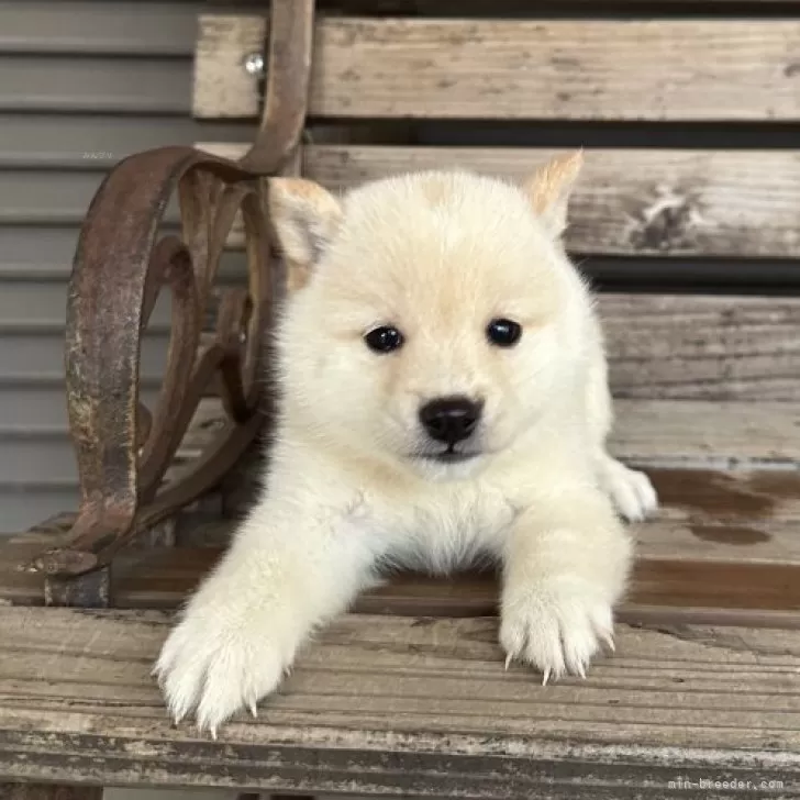 ID：2411-07894の子犬