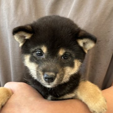 柴犬(豆柴)【宮崎県・女の子・2025年9月2日・黒】の写真「豆柴の女の子」