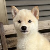 柴犬(豆柴)