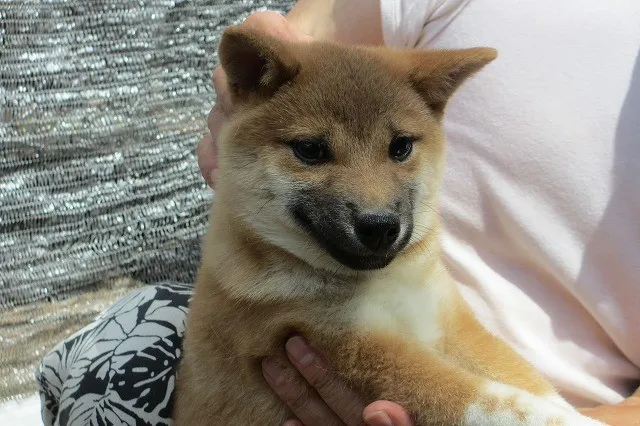 RENO 様のお迎えした子犬