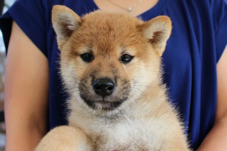 はじめての柴犬 様のお迎えした子犬
