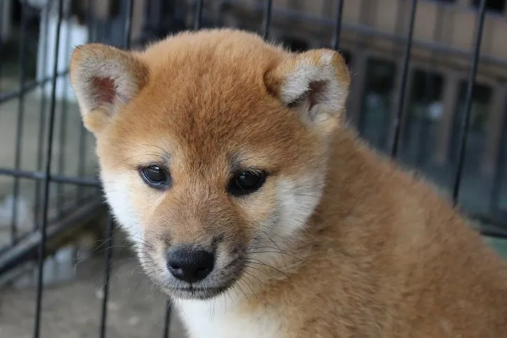 柴LOVE☆ 様のお迎えした子犬