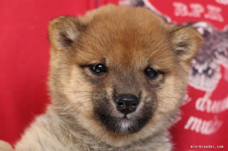 りん 様のお迎えした子犬