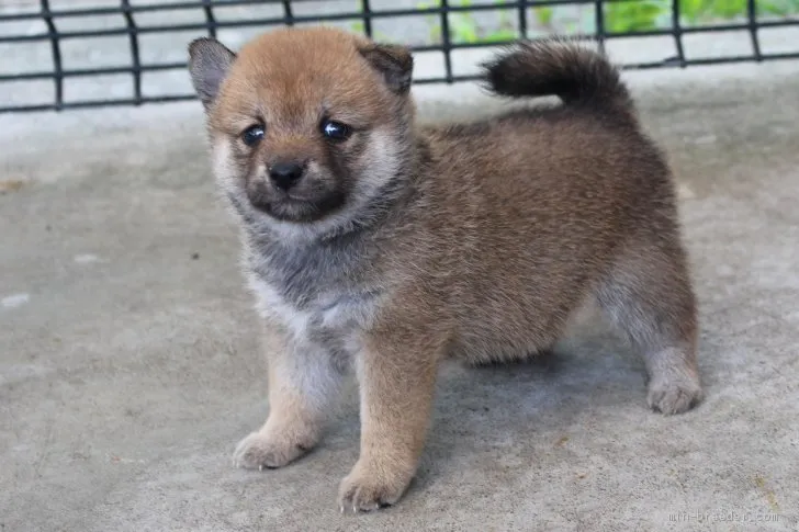 もこ 様のお迎えした子犬