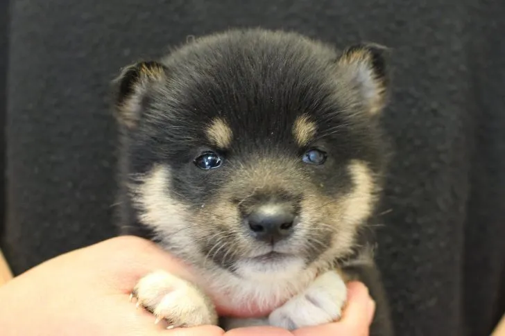 タナカ 様のお迎えした子犬