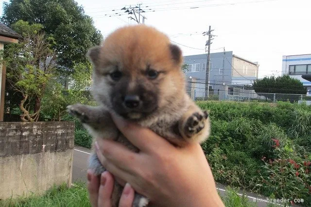 なぎさ 様のお迎えした子犬