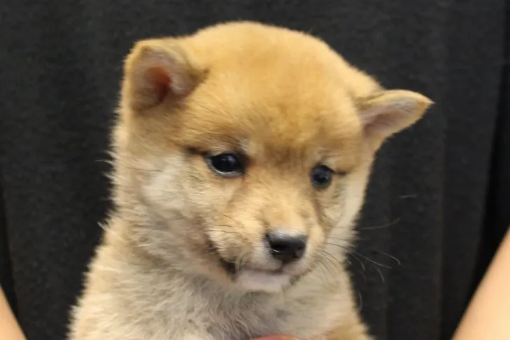 天ちゃん 様のお迎えした子犬