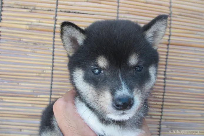 まめ太 様のお迎えした子犬