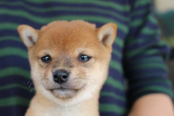 柴犬(豆柴)【宮崎県・女の子・2017年10月16日・赤】の写真「小さな豆柴です。」