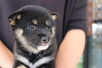 柴犬(豆柴)【宮崎県・女の子・2017年10月11日・黒】の写真「豆柴です。」