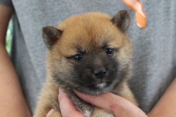 柴犬(豆柴)【宮崎県・女の子・2019年5月6日・赤】の写真「豆柴」