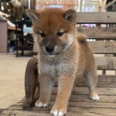 柴犬(標準サイズ)