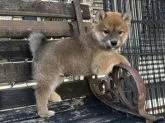 柴犬(標準サイズ)【宮崎県・男の子・2023年10月3日・赤】の写真2「11月20日撮影」