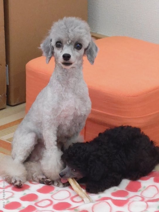 菊地原真澄ブリーダーのブログ：親子