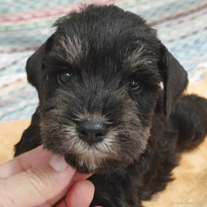 ID：2508-05025の子犬