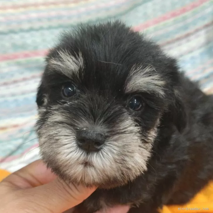 ID:2507-08235の子犬