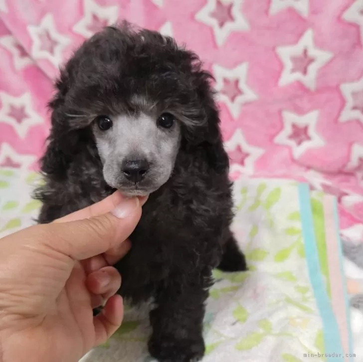 Y.K 様のお迎えした子犬