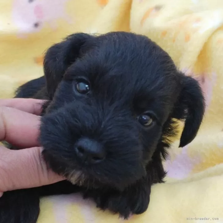 ID：2504-03335の子犬