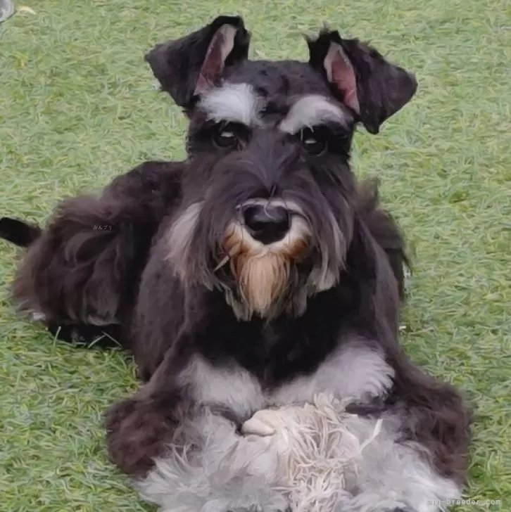 さまんさ 様のお迎えした子犬