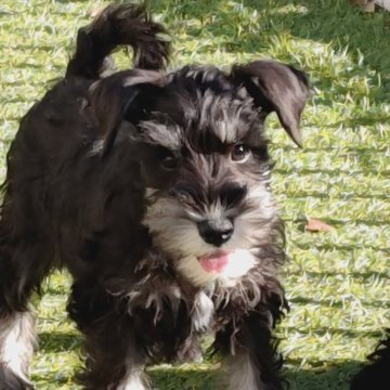 ミニチュアシュナウザー【千葉県・女の子・2025年9月9日・ブラック&シルバー】の写真「目チカラ強めの美人ちゃん(*^^*)」