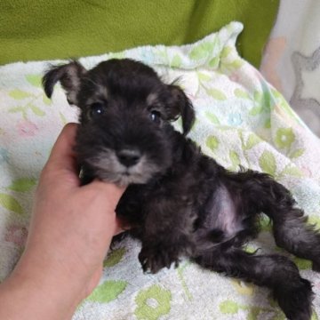 ミニチュアシュナウザー【千葉県・男の子・2025年9月9日・ソルト&ペッパー】の写真「元気なチビちゃん！！」