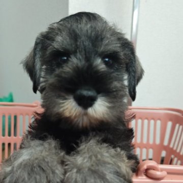 ミニチュアシュナウザー【千葉県・男の子・2025年8月31日・ソルト&ペッパー】の写真「ブリーダーの私が大好きなタイプの大きいめシュナ！」