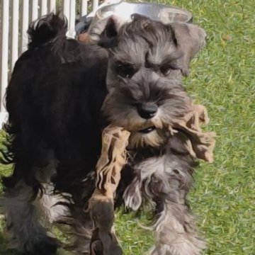 ミニチュアシュナウザー【千葉県・女の子・2025年8月6日・ソルト&ペッパー】の写真「アイコンタクトで意思表示する目で物言う女の子（笑）」