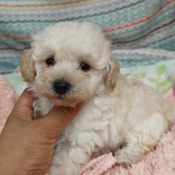 トイプードル(タイニー)【千葉県・男の子・2025年8月10日・クリーム】の写真「将来はほぼホワイトの予測です😊」