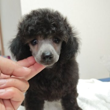 トイプードル(トイ)【千葉県・男の子・2025年1月6日・シルバー】の写真「渋みのカラー、徐々にシルバーに変化します。」